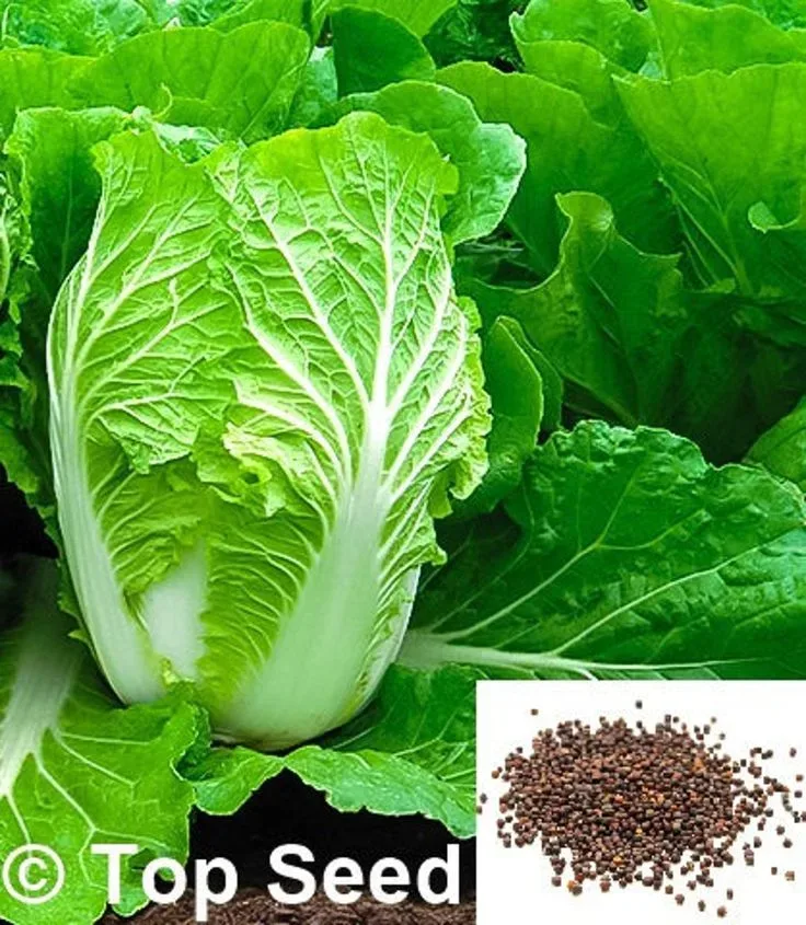 Quality Cabbage Seeds